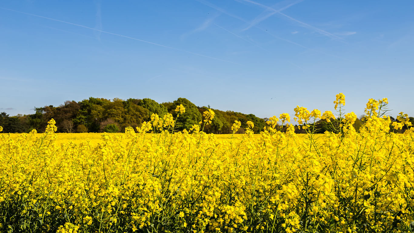 Field of yellow flowers before being processed into biofuels. 