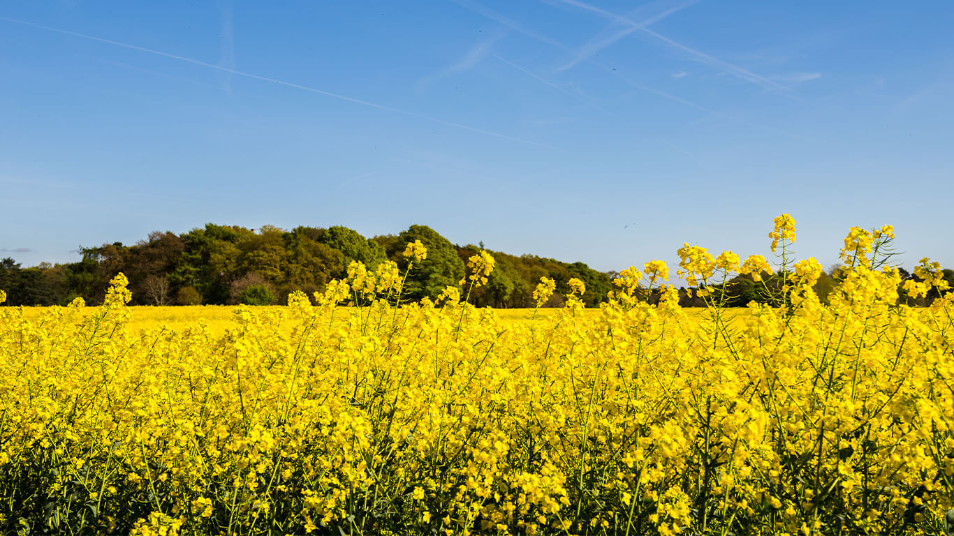 Field of yellow flowers before being processed into biofuels.