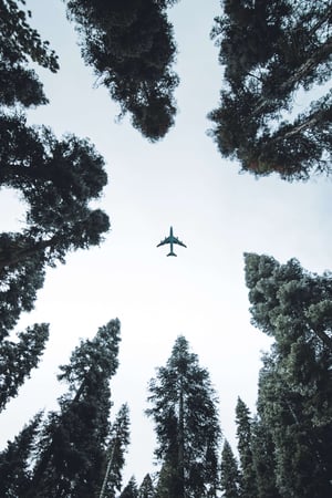 looking skyward as a forest canopy surrounds jet airplane in flight.