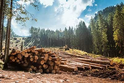 Pile of fresh cut lumber in the forest. 