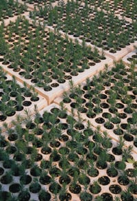 seedlings