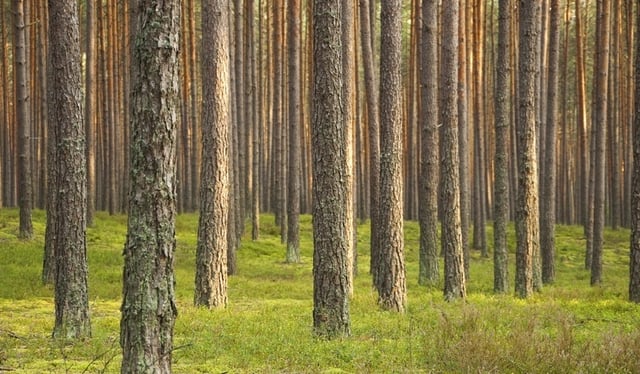 Southern_White_Pine_05.jpg