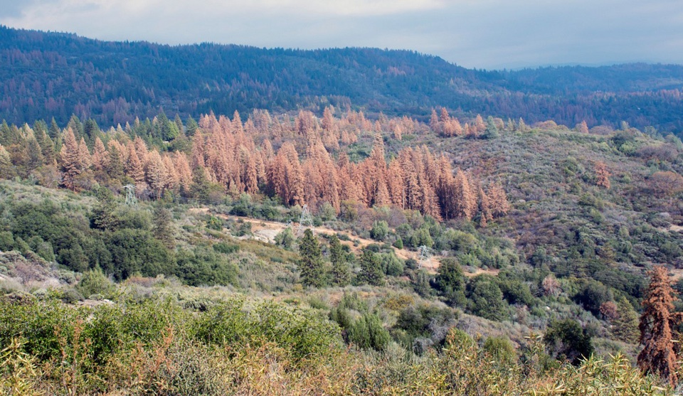 tree-mortality-in-california-credit-cal-fire.jpg