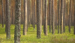 Southern_White_Pine_05