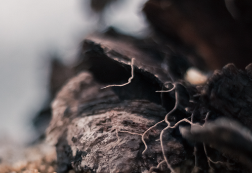 A close-up of mycelium fungi. 