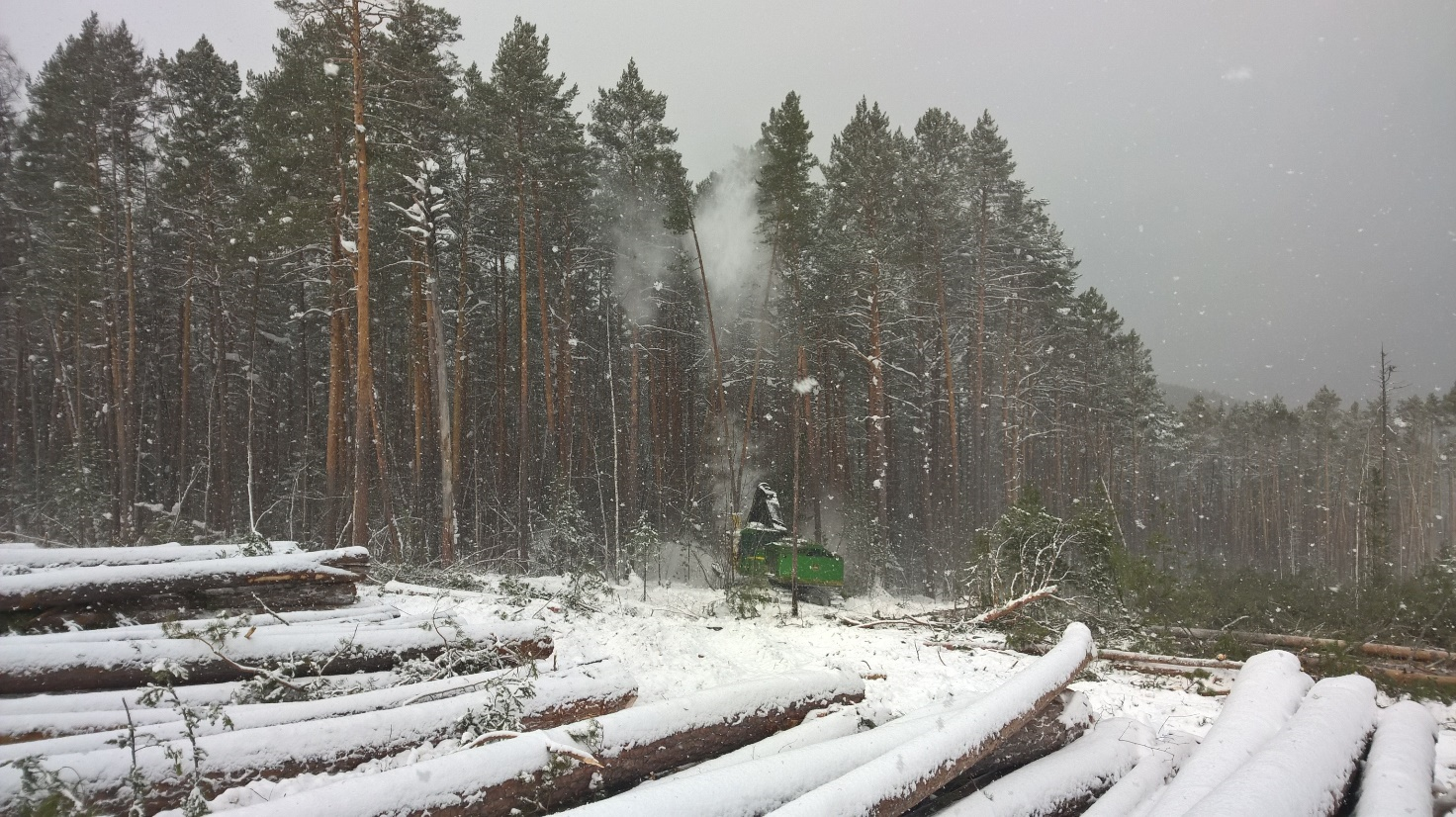 Felled lumber covered with a light dusting of snow behind a yet-to-be cut Russian forest.