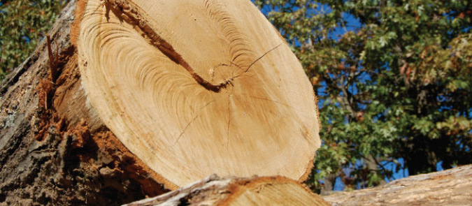 Close-up of a felled tree in a logging operation.