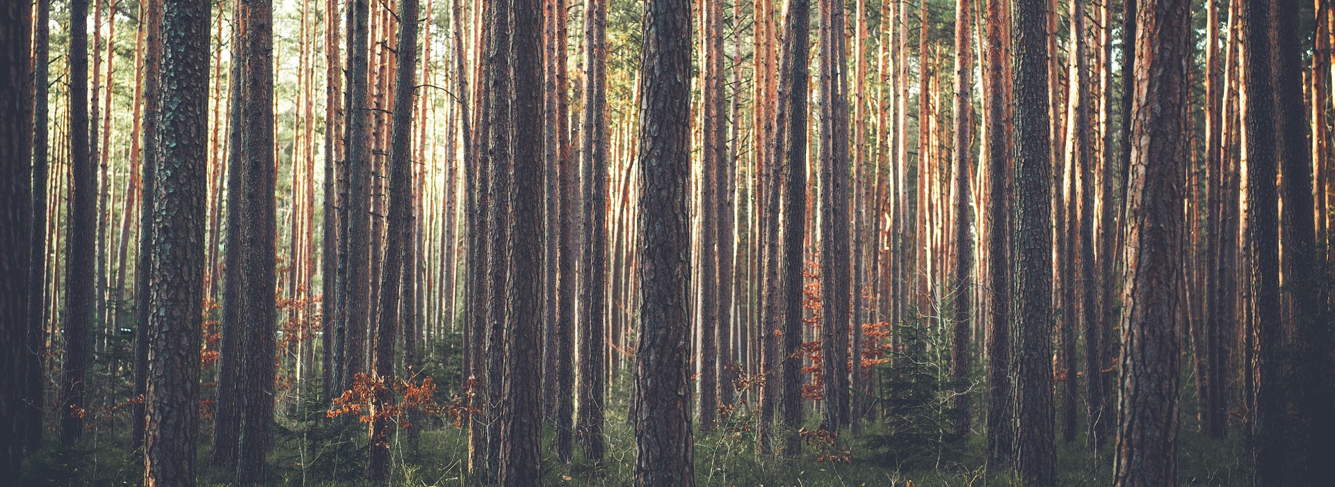 forest understory