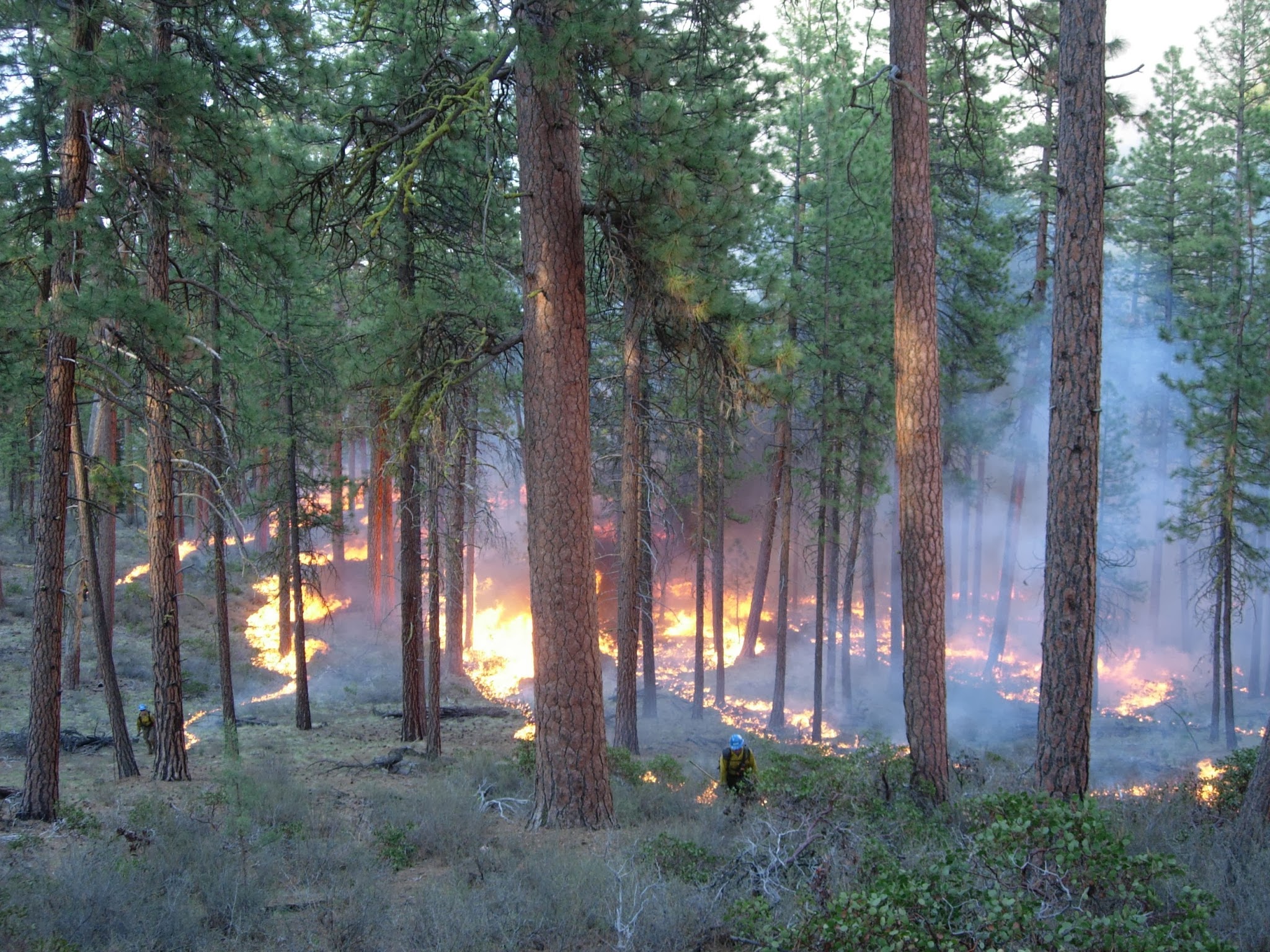 Forest_Fire.jpg