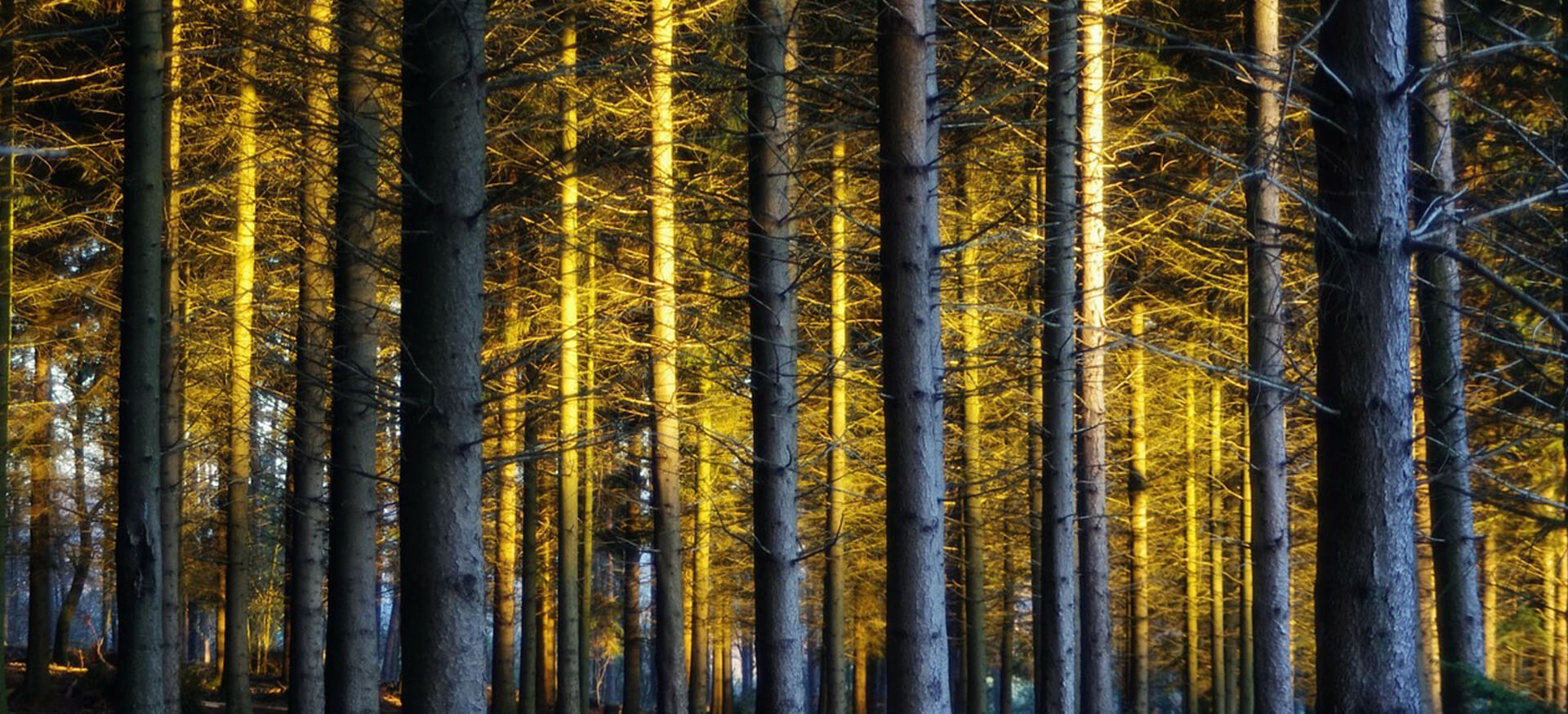 Top 3 Reasons Why Working Forests are Important