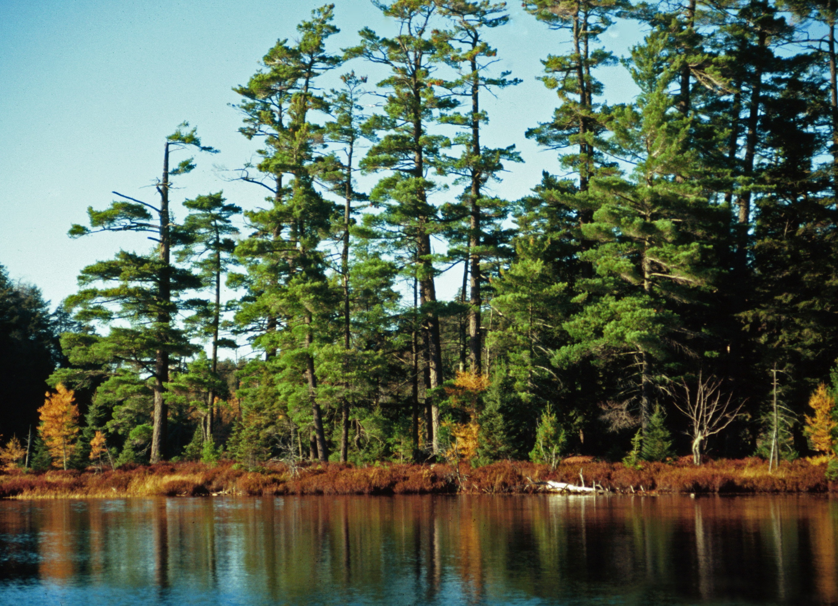 Ottawa National Forest, Sylvania Wilderness, Michigan.jpg