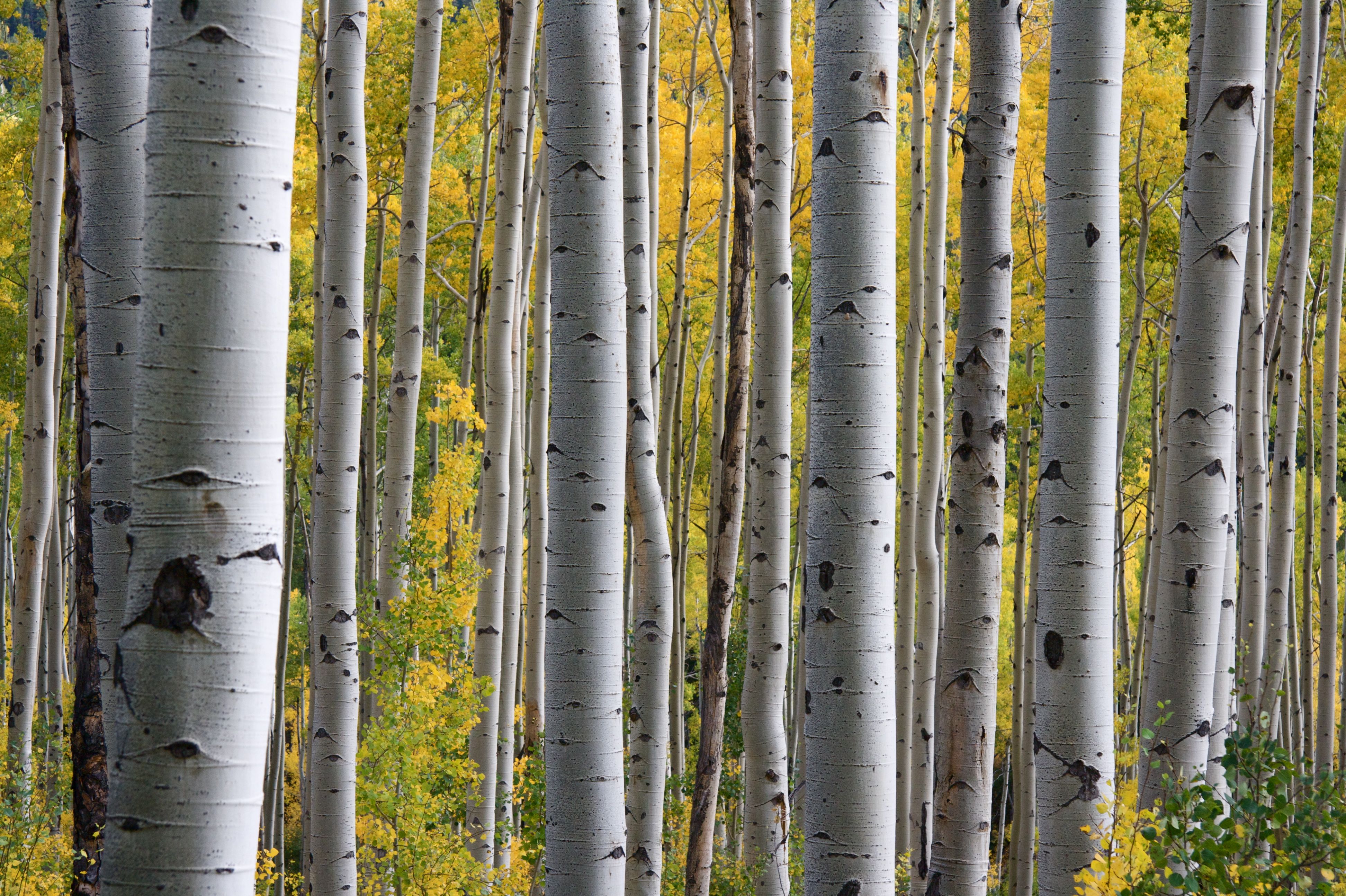 aspen-trees-in-the-fall-1337456.jpg