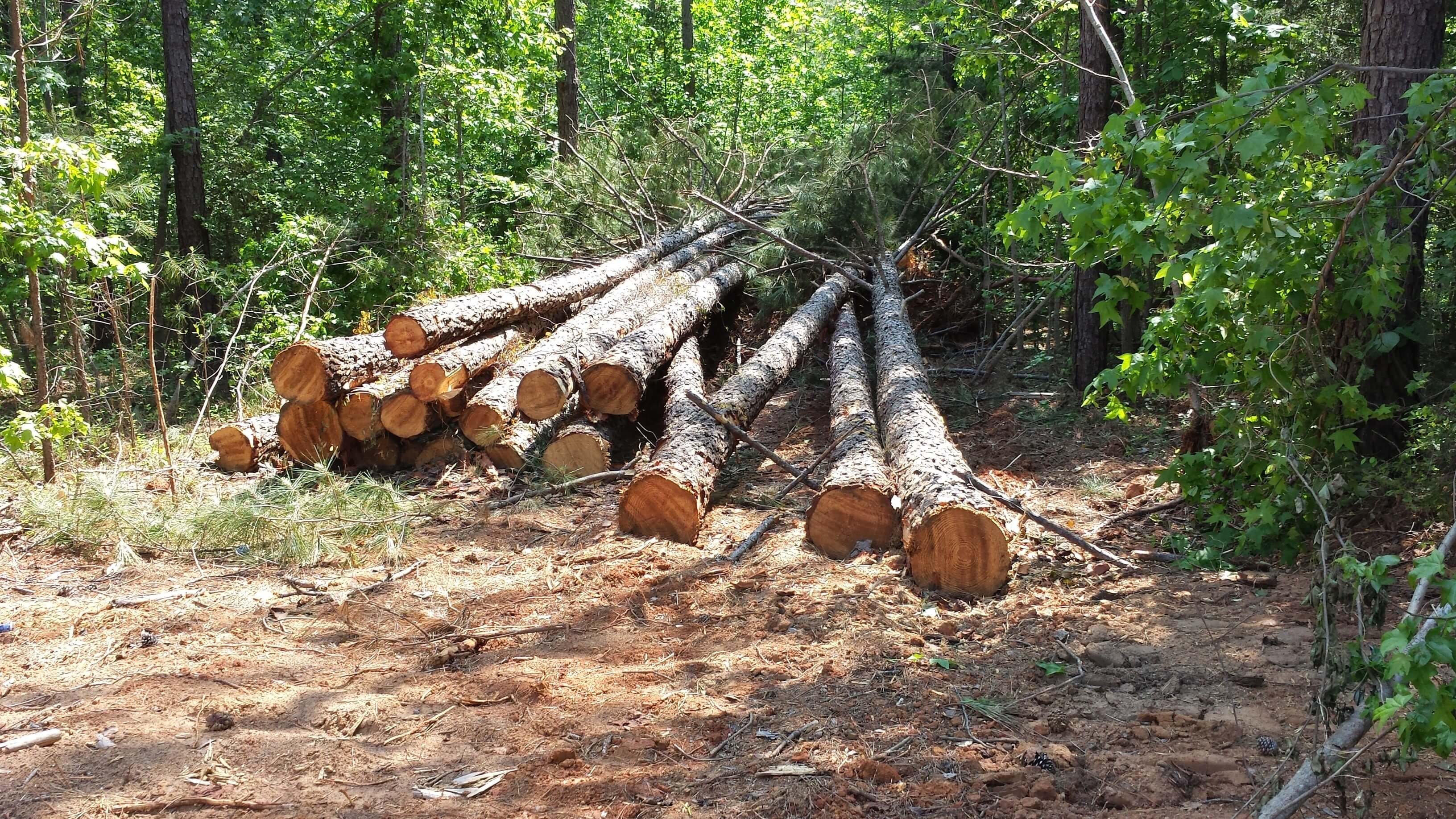 Several recently cut softwood trees lying in a field after harvest.