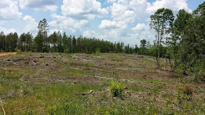 Sowing What You Reap: Replanting After a Timber Harvest