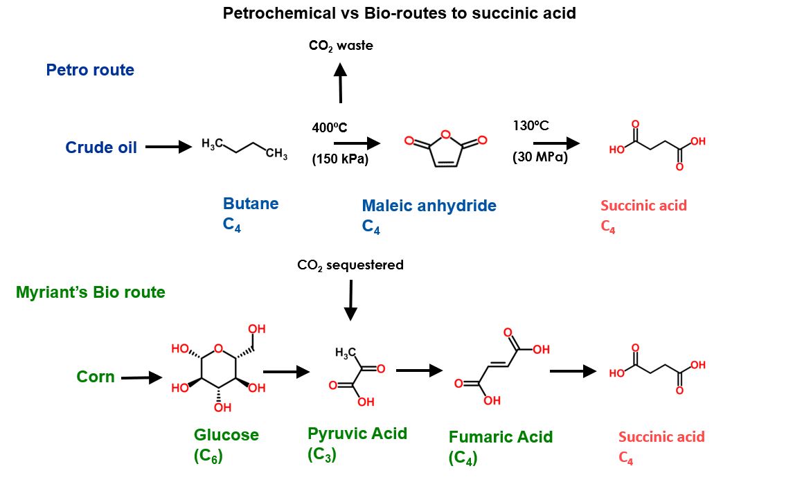 Biobased Succinic Acid: Is the Sustainable Route Becoming Economically Viable Once More?