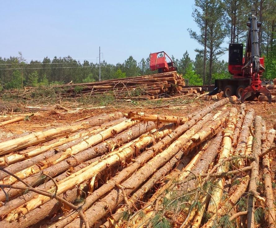 New Markets for Wood Products Help Preserve Forests for Future Generations