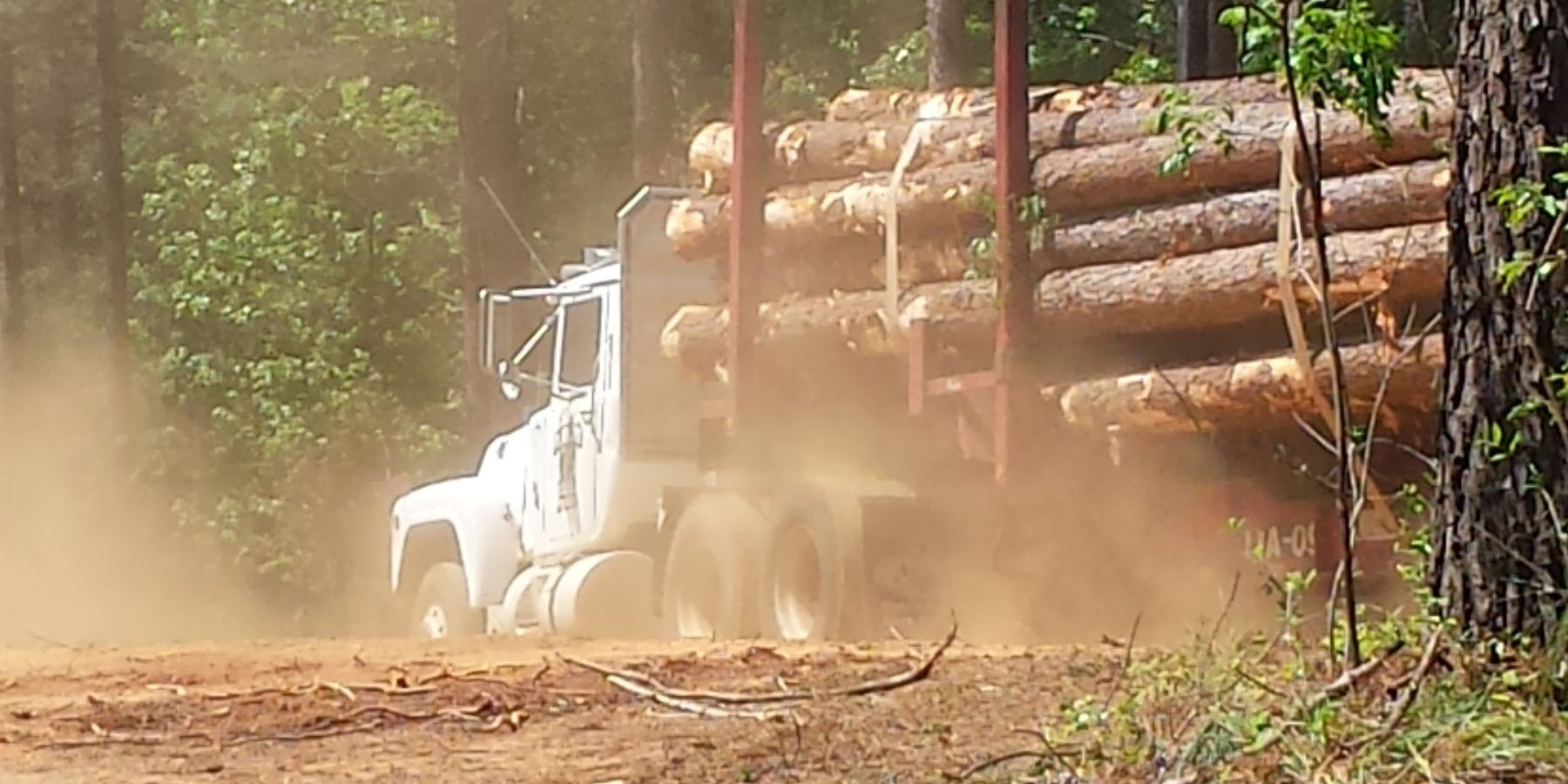 A logging truck carrying freshly cut trees and kicking dust up at a logging site.