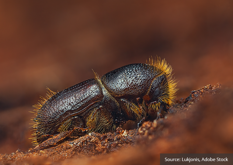 Euopean spruce bark beetle.