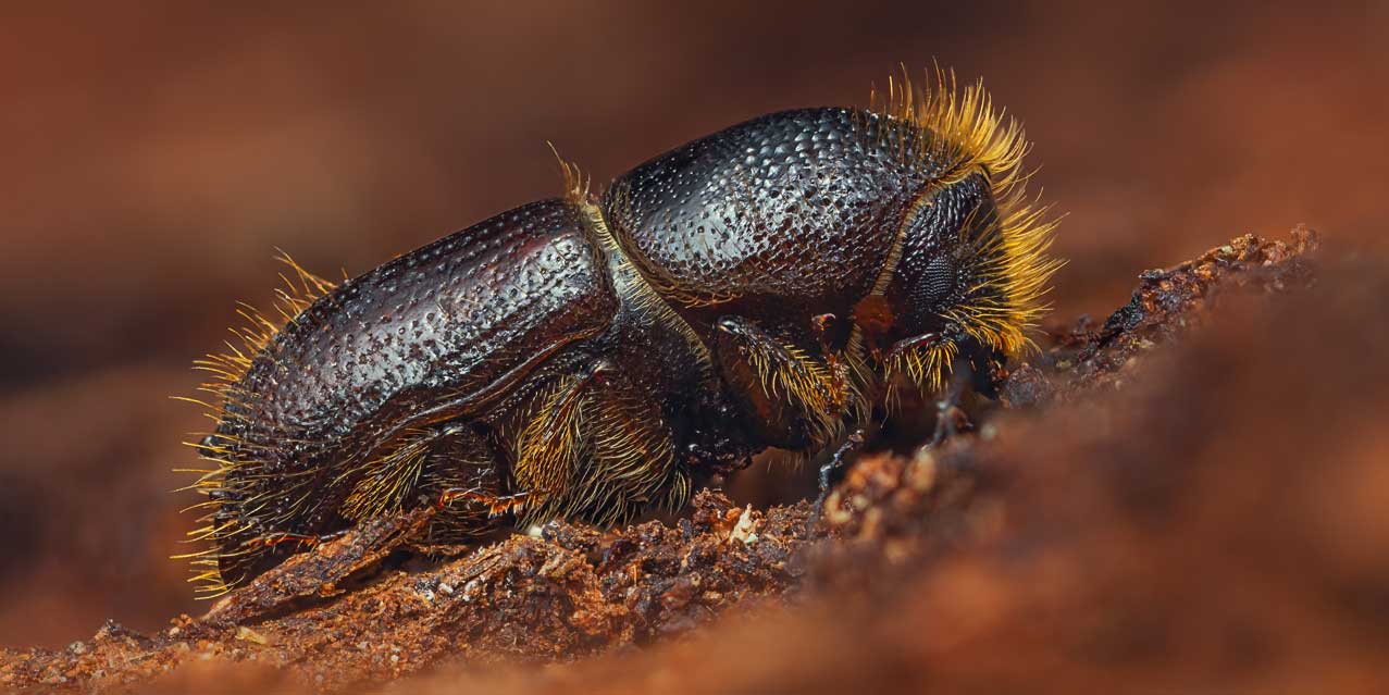 Close up of a spruce bark beetle on tree bark