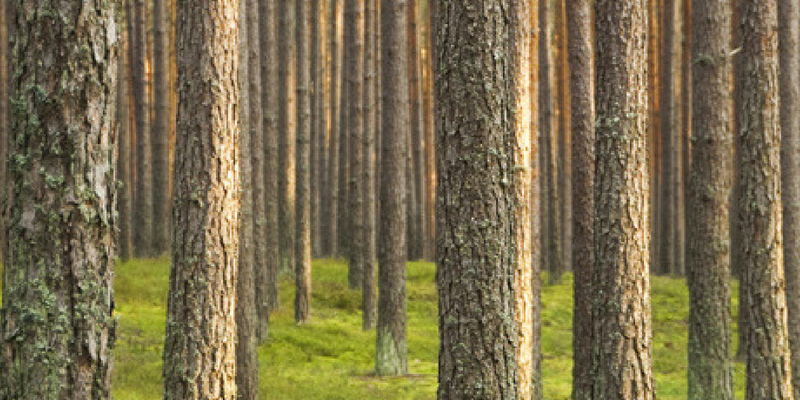 US South pine forest full of trees thanks to a current softwood surplus.