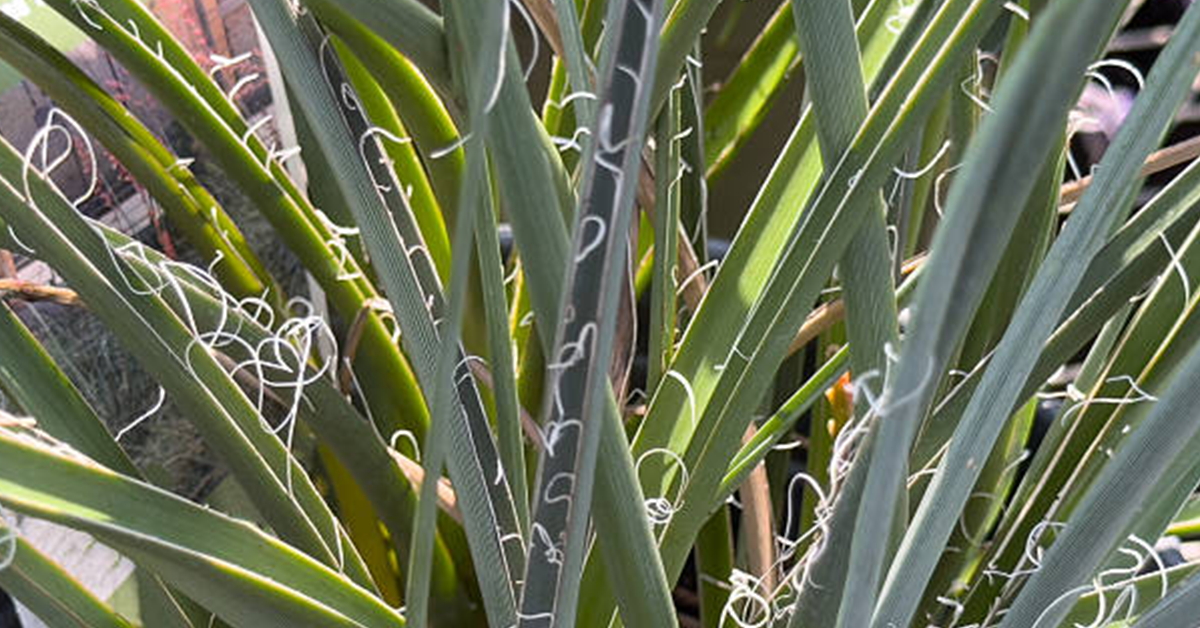 What Is Hesperaloe Fiber and Why Is Kimberly-Clark Investing in It?