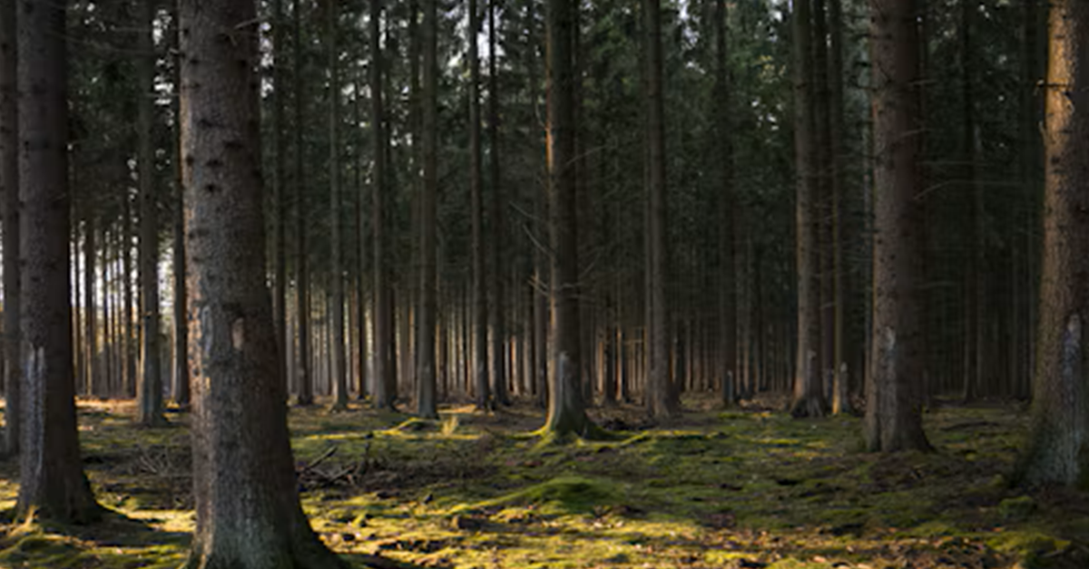 Global Forest Products Market Trends in the First Half of 2026