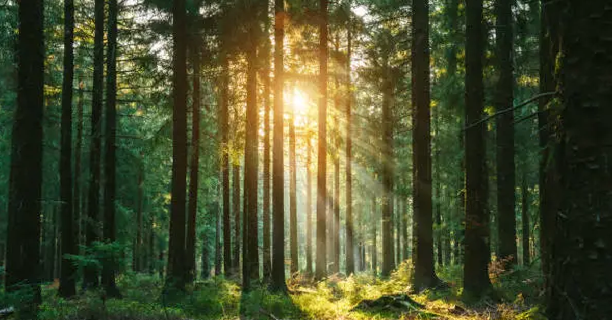 Nordic Forest Products Industry Round-Up: Spring 2025 Insights