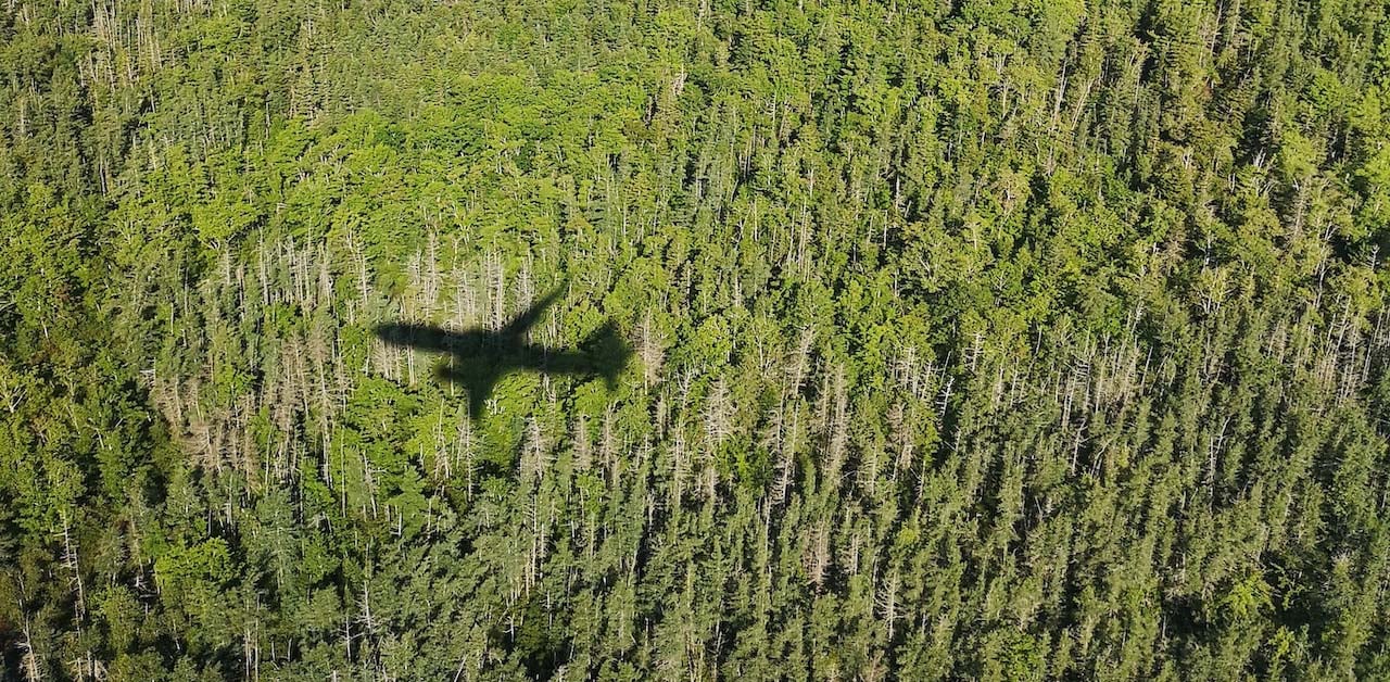 Will Sustainable Aviation Fuels Kill Our Forests?
