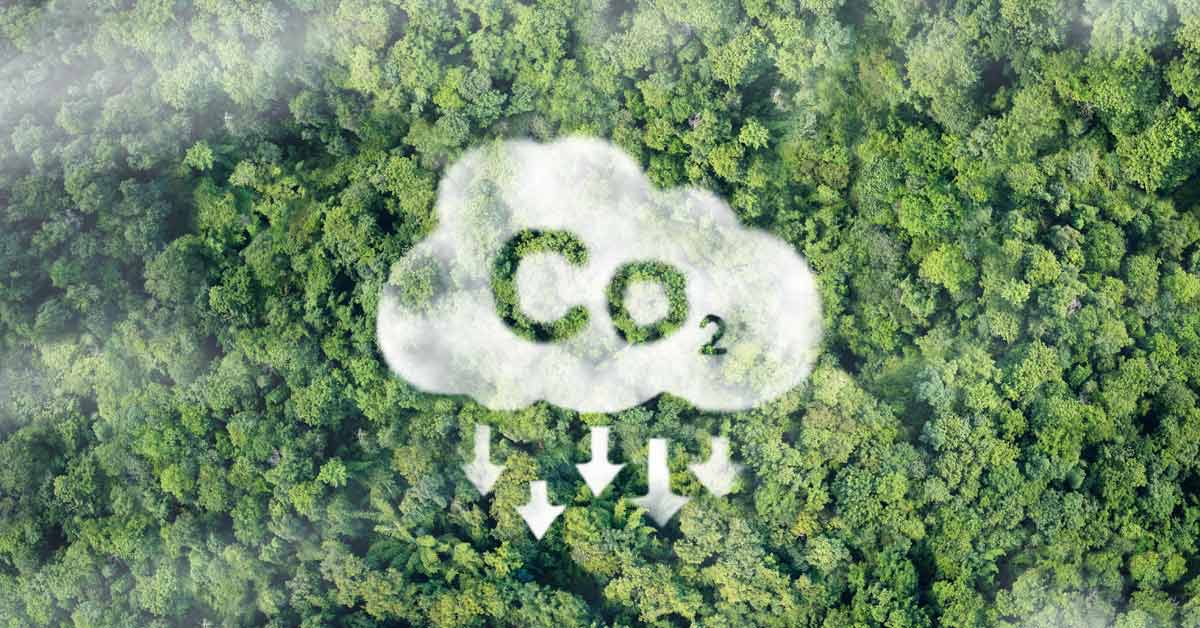 What are the 5 Types of Carbon Stores in Forests?