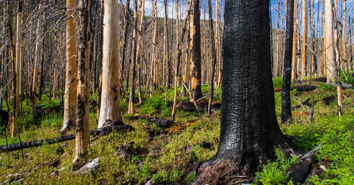 A burnt tree in the foreground of a forest indicates recent wildfires, but the blossoming underbrush suggests regrowth and recovery.