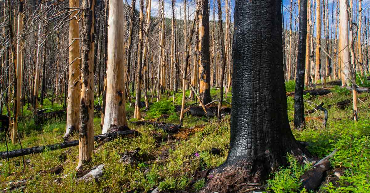 What Can We Learn from a Record-Setting 2023 Canadian Wildfire Season?