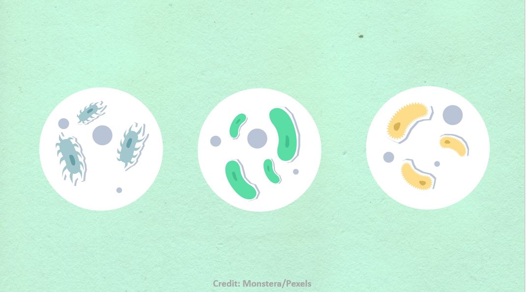 Three instances of animated microorganisms and microbes used in surfactants seen at microscopic level. 