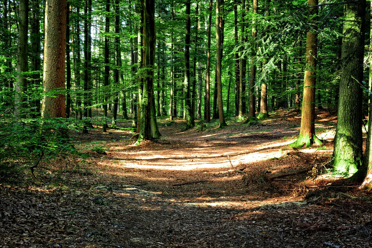 Pathway into a forest with sunlight breaking through onto the ground.