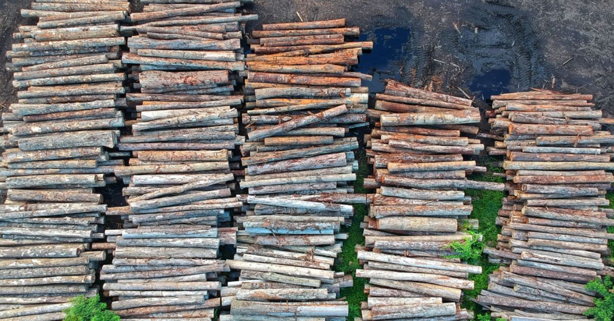 Five large stacks of sawlogs sit in a recent cut zone, ready to be hauled away.