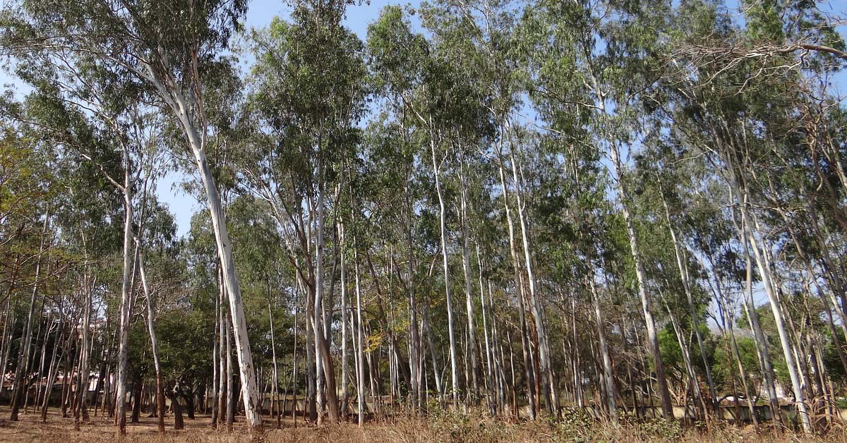 Eucalyptus forest with long trees growing upward toward a blue sky.