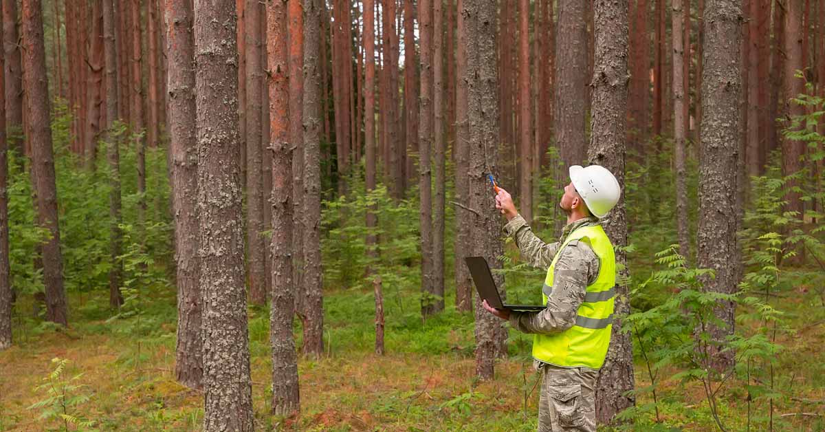 A forestry worker assesses a forest stand.