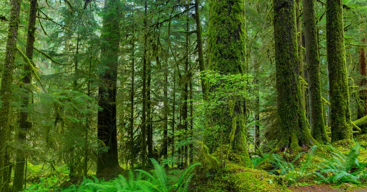 Old growth forest of mossy, tall trees.