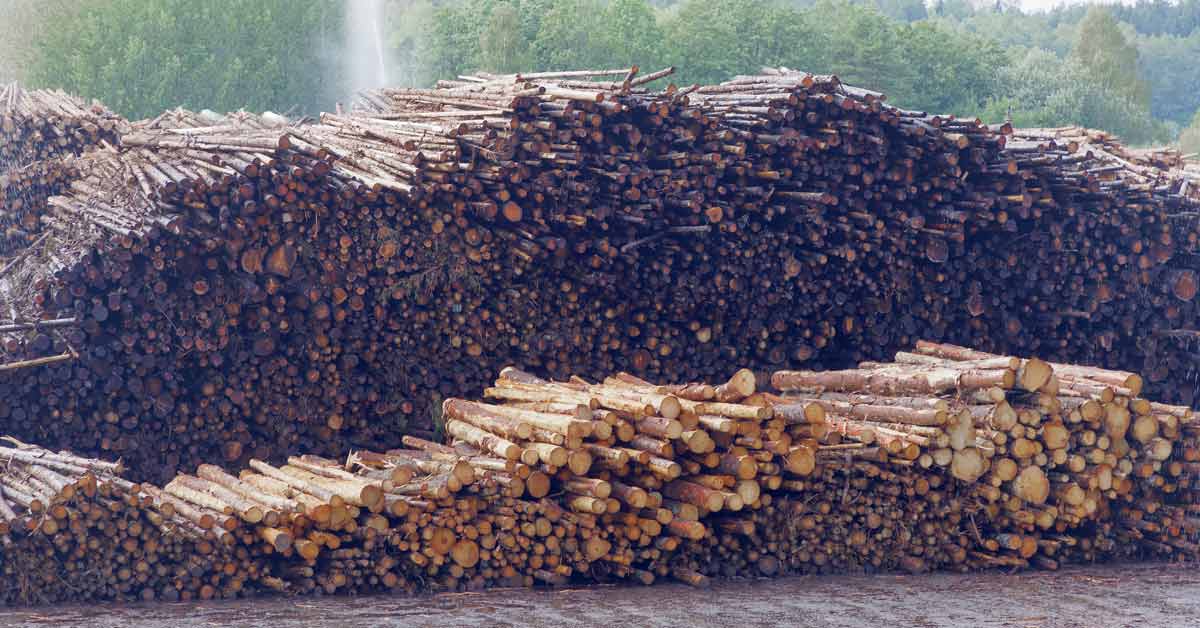 Timber waiting to become pulp at the pulpmill.