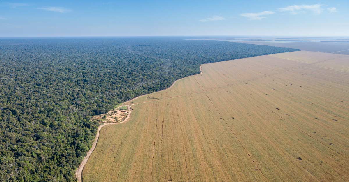 EUDR Deforestation Law and Commodity Markets: What We Know So Far