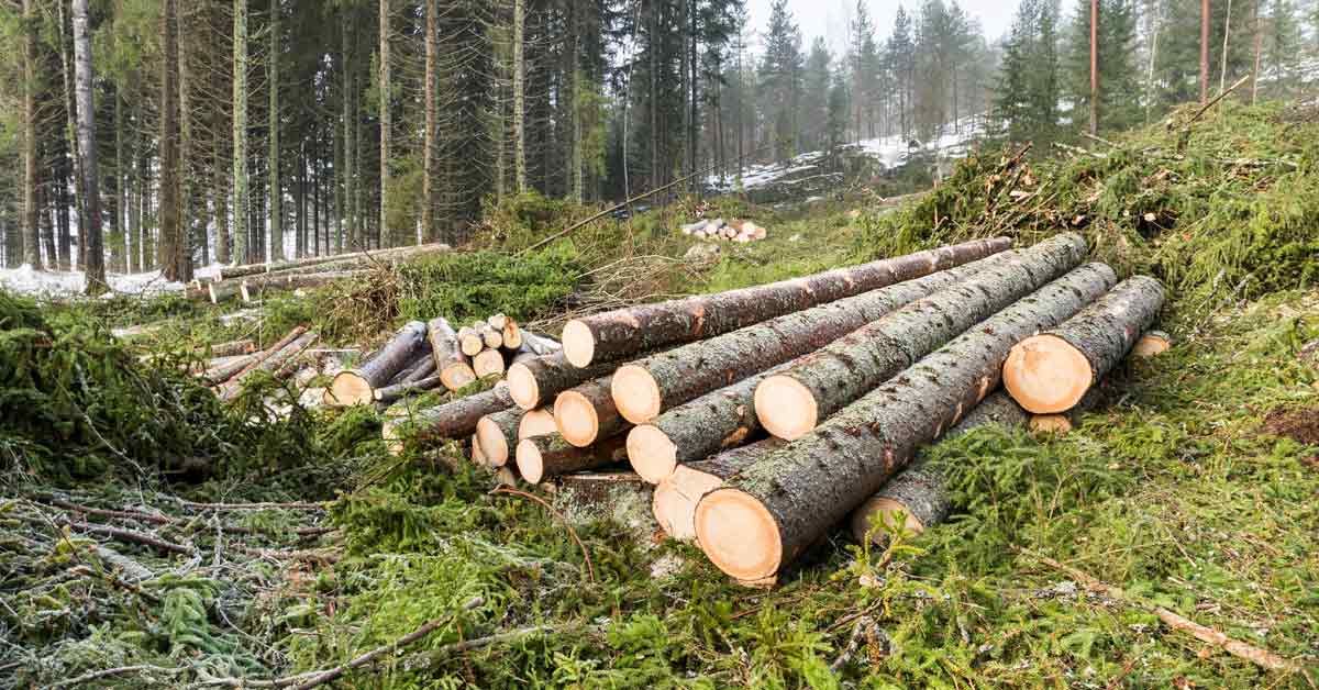 A Finnish spruce forest is cut and harvested for lumber with a pile of roundwood lying on the ground.