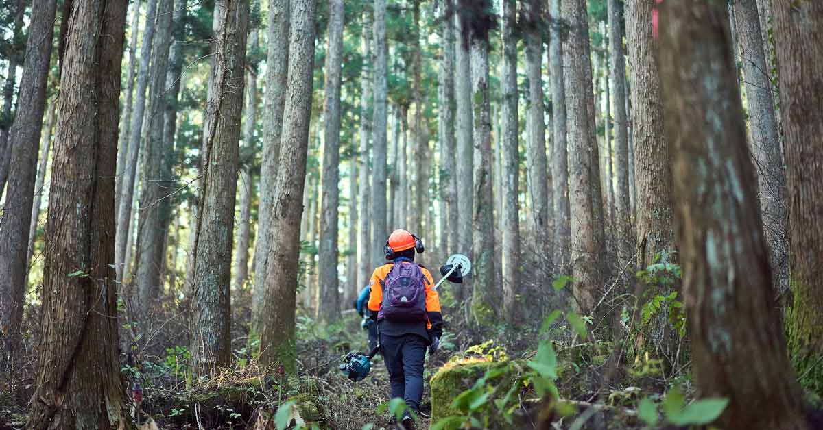 A forester walks toward a forest of tall trees.