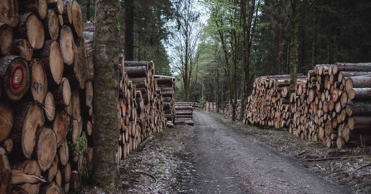 Harvested logs stacked in the Harz Forest of Germany.