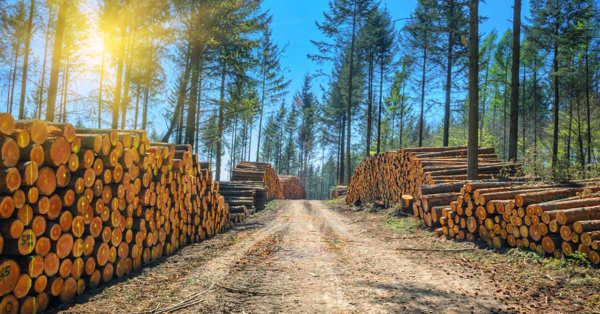 Forest cutting site with stacks of sawlogs ready to ship to the sawmill.