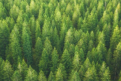 A dense collection of forestlands seen from an aerial view.