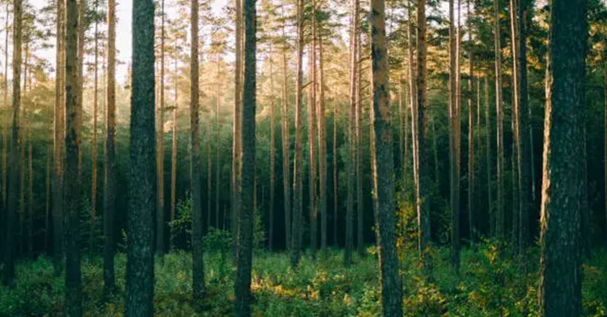 Nordic Forest Industries Face Mounting Pressure Amid Trade Shifts and Rising Costs
