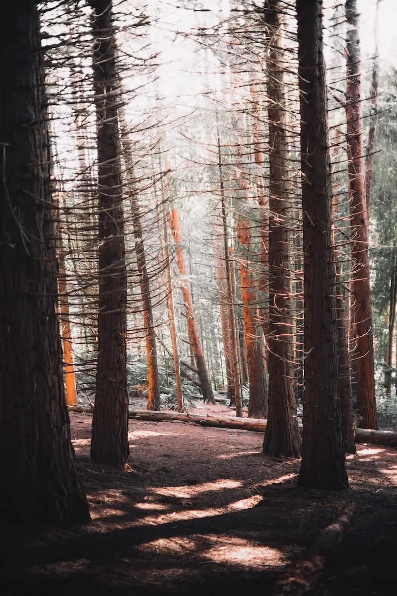 ‘Strategic Forest Reserves’ the Wrong Strategy for Climate Change