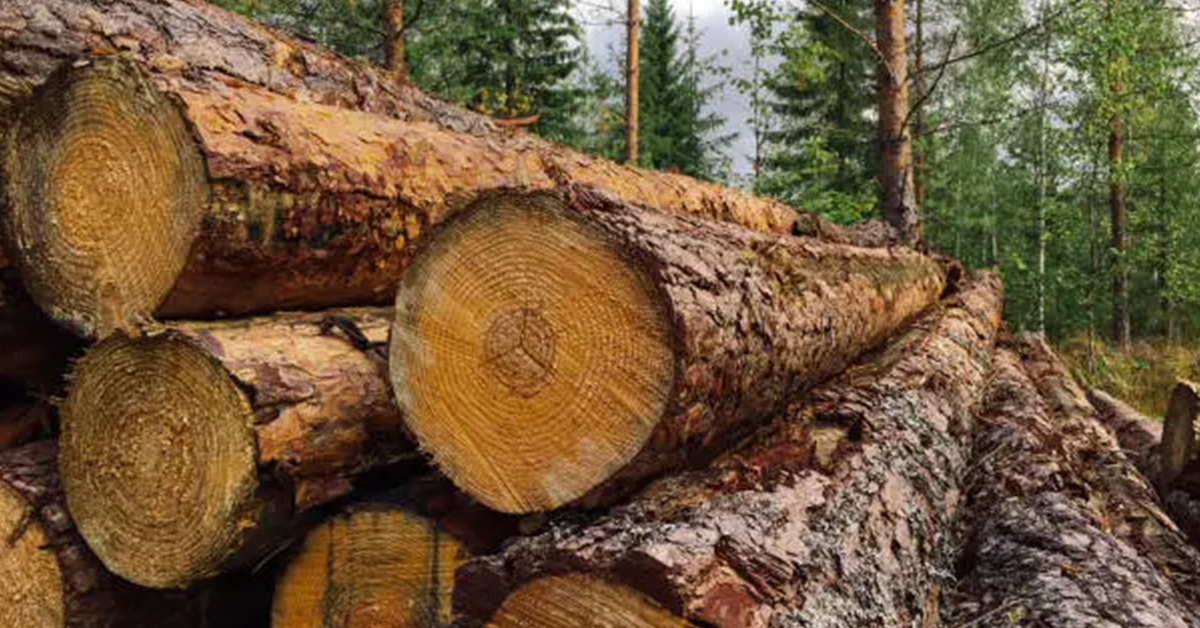 Nordic Forest Products Sector Under Pressure from High Wood Costs and European Environmental Regulations