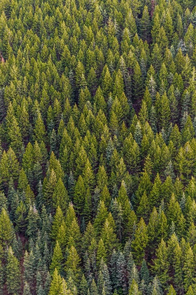 Aerial view of a fully grown pine tree forest.