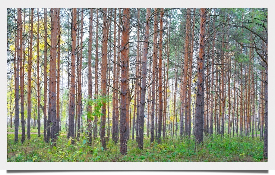 Southern_White_Pine_01.jpg