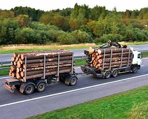 supply-chain-forest-logging